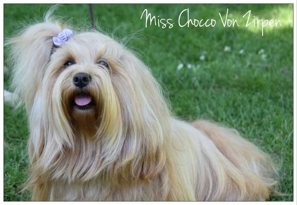 Miss choco Von zirpen