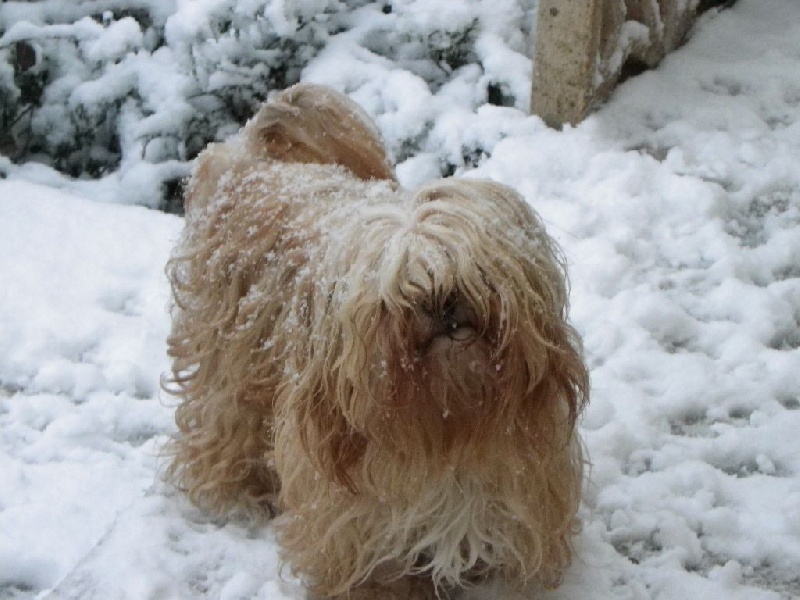 Cannelle Von zirpen