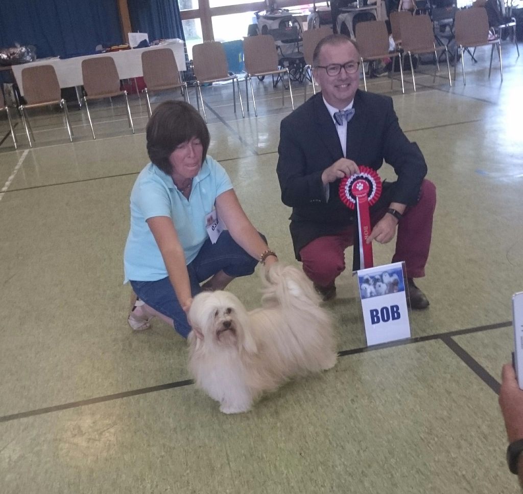 Ermes en NE du Club des Bichons et petits chiens lions 2017