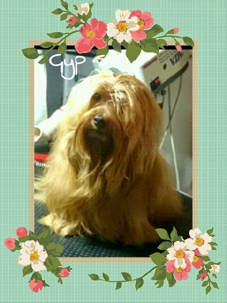 Bichons Havanais couleurs diverses