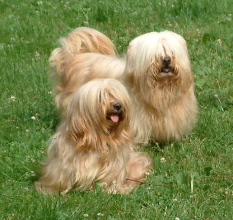 BICHONS HAVANAIS FAUVE