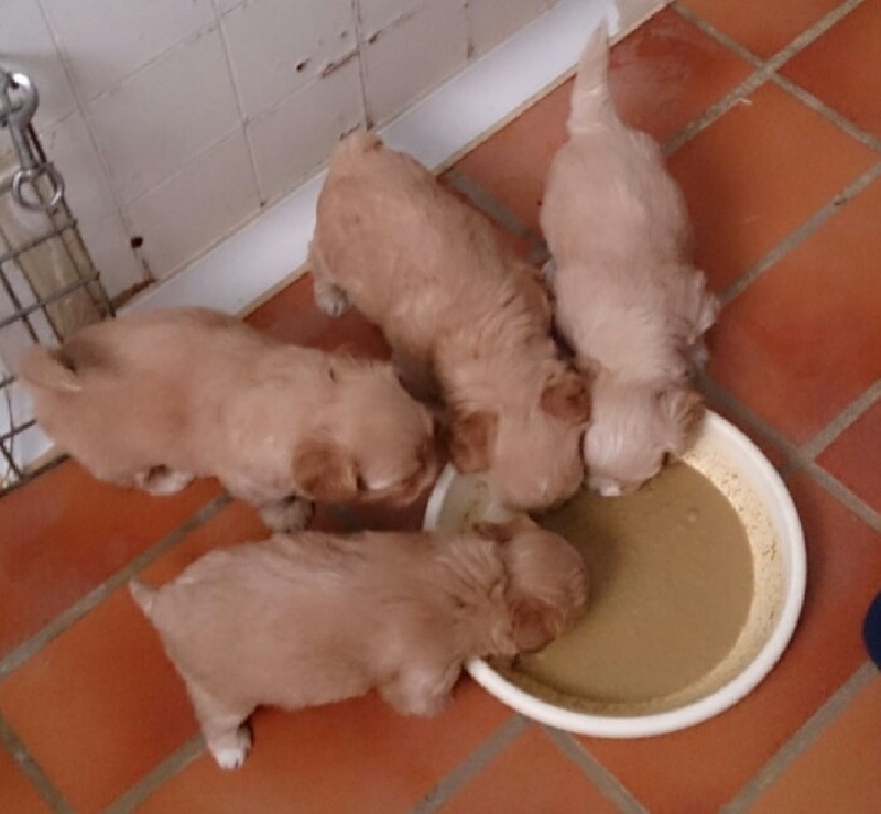 Von zirpen - Bichon Havanais - Portée née le 12/06/2013