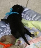 CHIOT