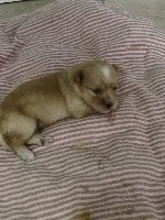 CHIOT