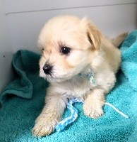 CHIOT