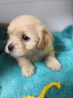 CHIOT
