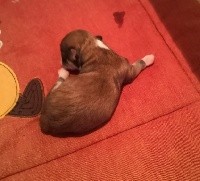 CHIOT
