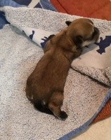 CHIOT