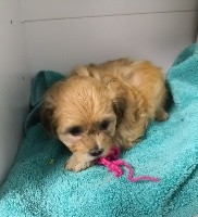 CHIOT