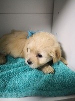 CHIOT