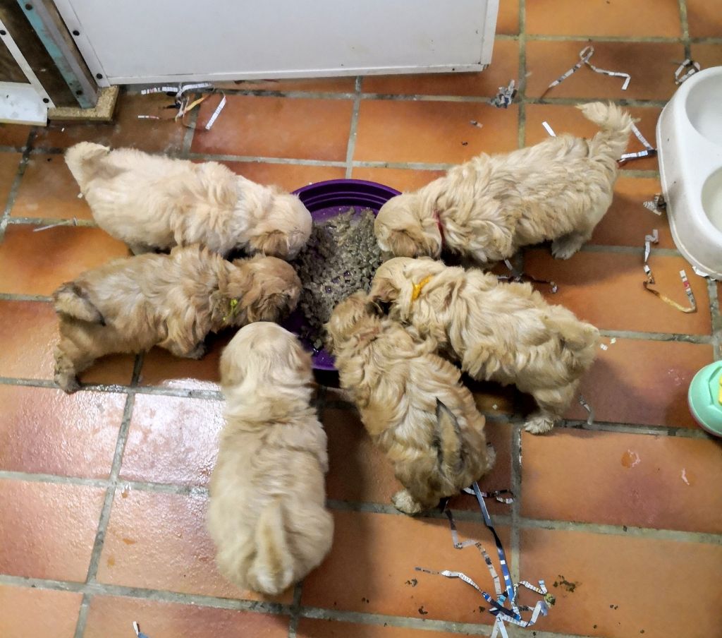 Chiot Bichon Havanais Von zirpen